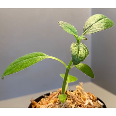 Columnea spathulata [STRINGE PLANTS]