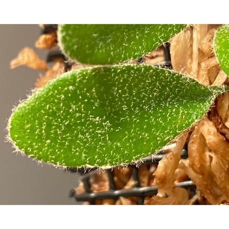 Pyrrosia nummularifolia from Santa Fe Luzon Philippines [KSB]