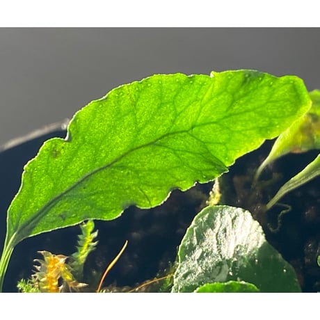 Microgramma heterophylla 伊藤蟻植物農園