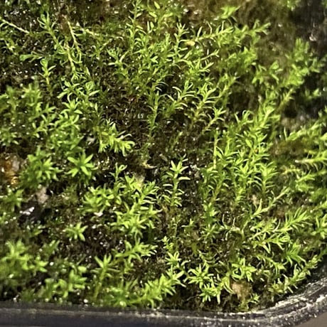 Trichomanes sp. from Iquitos Peru [tanakay]