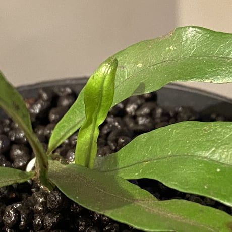 Microsorium sp. from Trat Thailand ③