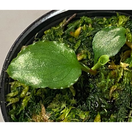 Homalomena 'Rec1-29' K0718-f1 [KZT]