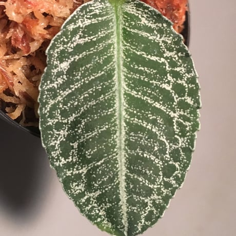 Ardisia sp. from Sumatera