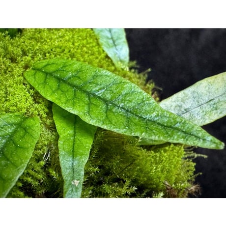 Microgramma lycopodioides from Guatemara 伊藤蟻植物農園