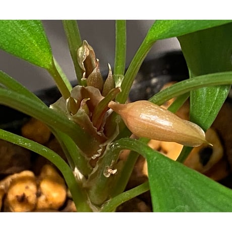 Homalomena cf. hasei from Aceh sumatera [LA1118-03]