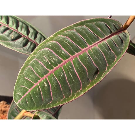(大株) Labisia sp. from Riau sumatera