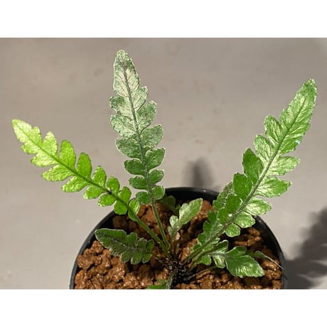 Blechnum obtusatum var. obtusatum from New Caledonia (固有種)
