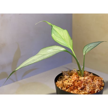 Homalomena sp. White leaf from "Pendang" Kal tengah [TB]