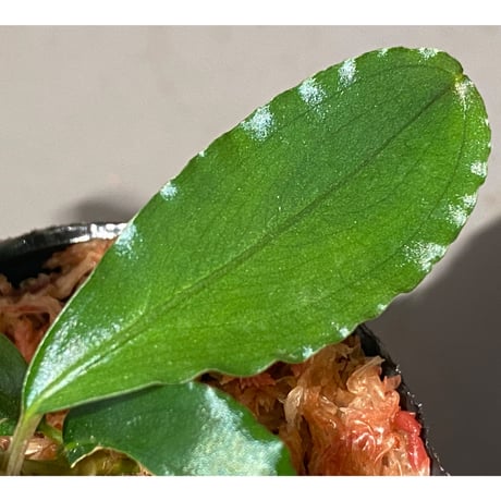 Bucephalandra sp. "TheIA" Sg Seraya Gn Burus Daerah Sekadau [AZ0811-11]