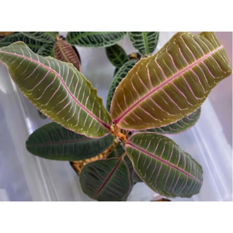 Labisia sp. from Riau Sumatera