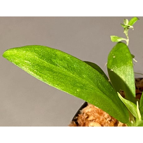 Schismatoglottis sp. "初霜錦" from Murung raya [LA0515-05]