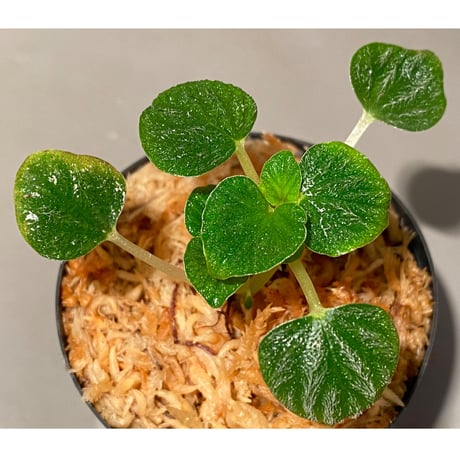 Peperomia sp. from Iquitos Peru [tanakay]