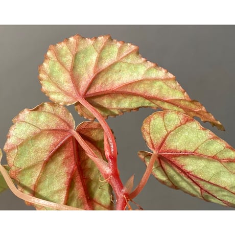 Begonia handelii var. prostrata from Viet Nam