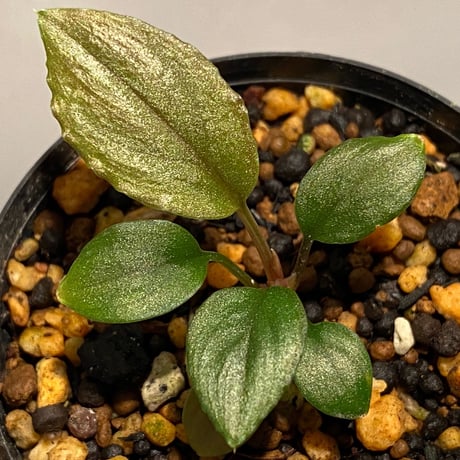 Homalomena sp. from Solok sumatera [LA0315-2]