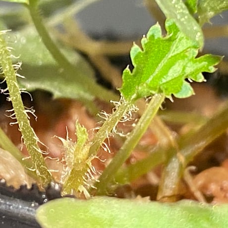 Begonia prismatocarpa "Variegata"