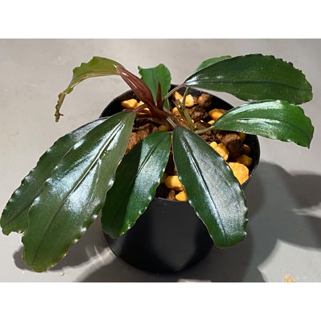 Bucephalandra sp. "Super Red"