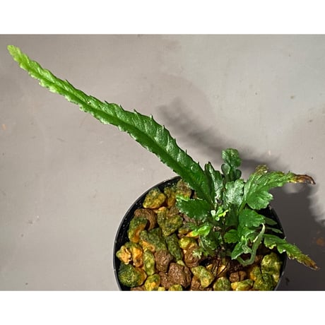 Bolbitis sp. from Siberut [LA]