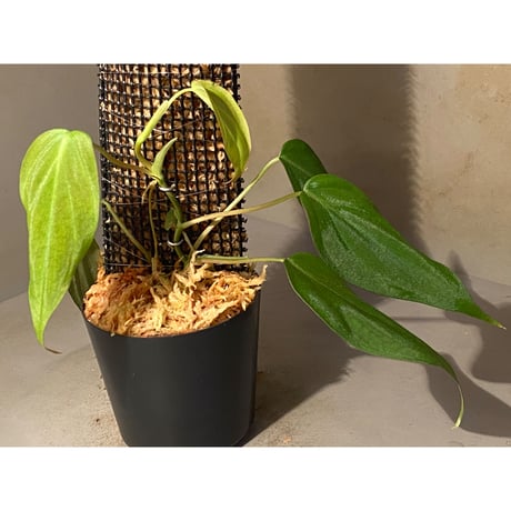 Philodendron micans