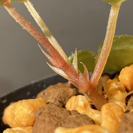 Begonia handelii var. prostrata from Viet Nam
