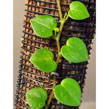 Peperomia sp. from Iquitos Peru [tanakay]