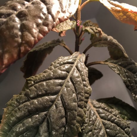 Ardisia sp. fromBengkulu [LA0315-1]
