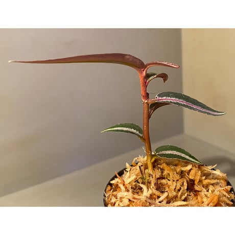 Labisia sp. from Kapuas hulu Kalimantan barat