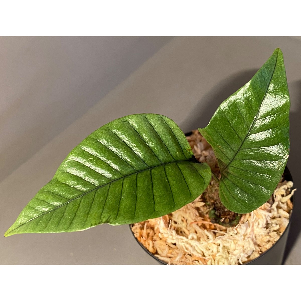 *熱帯植物　シダ　Selliguea sp Pulau Yapen TK1125 Selliguea sp. from Kapuas hulu | M・R・G・R