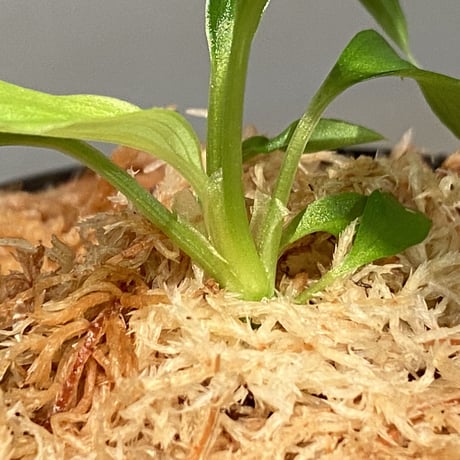 Homalomena plicata ‘蛇腹’ Aceh sumatera [LA0217-03-f1] セルフ実生 KZT