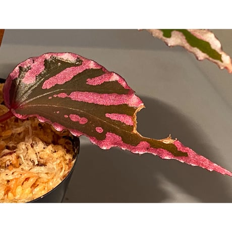 Begonia sp. ぼっち株 from Julau [R1214-01b]