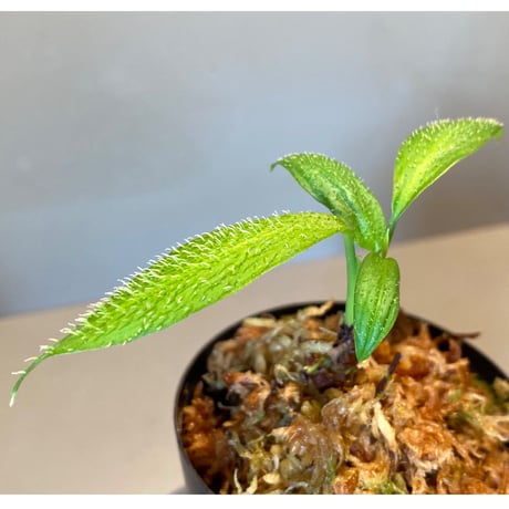 Homalomena hasei "狐尾" from Aceh sumatera [LA0616-04]