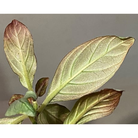 Acanthaceae gen. from Laos [LA]