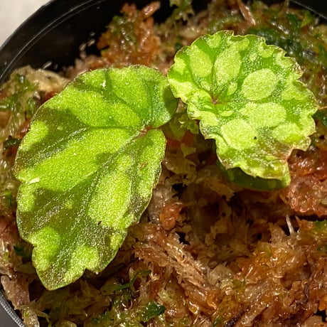 Begonia chlorosticta (Green) from Borneo Sarawak