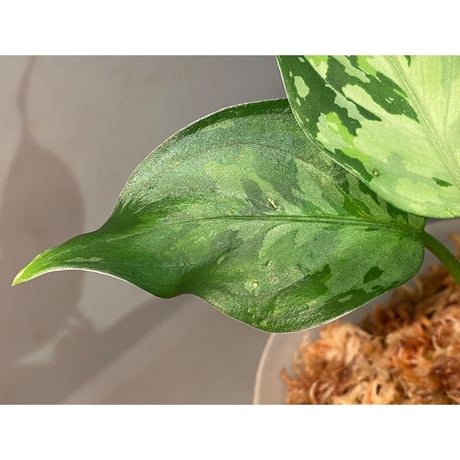 Aglaonema pictum from Aceh sumatera [LA0121-01z-b]