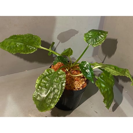 Cryptocoryne minima from Aceh sumatera [出射氏]