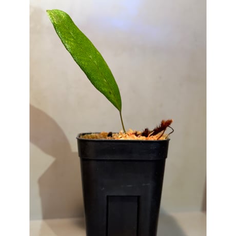 Selliguea sp. from Central Papua