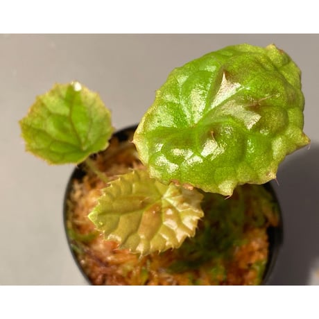 Begonia susaniae