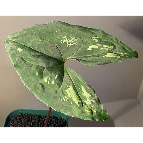 Ulearum donburnsii