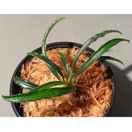 Burttianthus velutandrus "Bintulu" Sarawak [TB]
