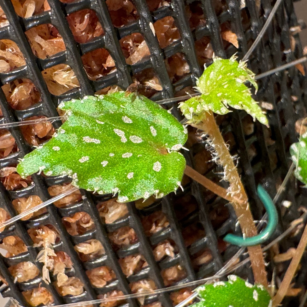 専用❣️ 特選Begonia ６点 Begonia sp. from Lang Son [YH030519] TK | M・R・G・R