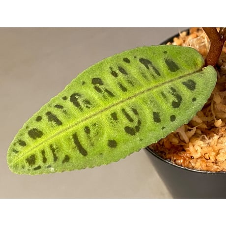 Emblemantha urnulata (Labisia sp.) from Riau sumatera [LA0815-01]