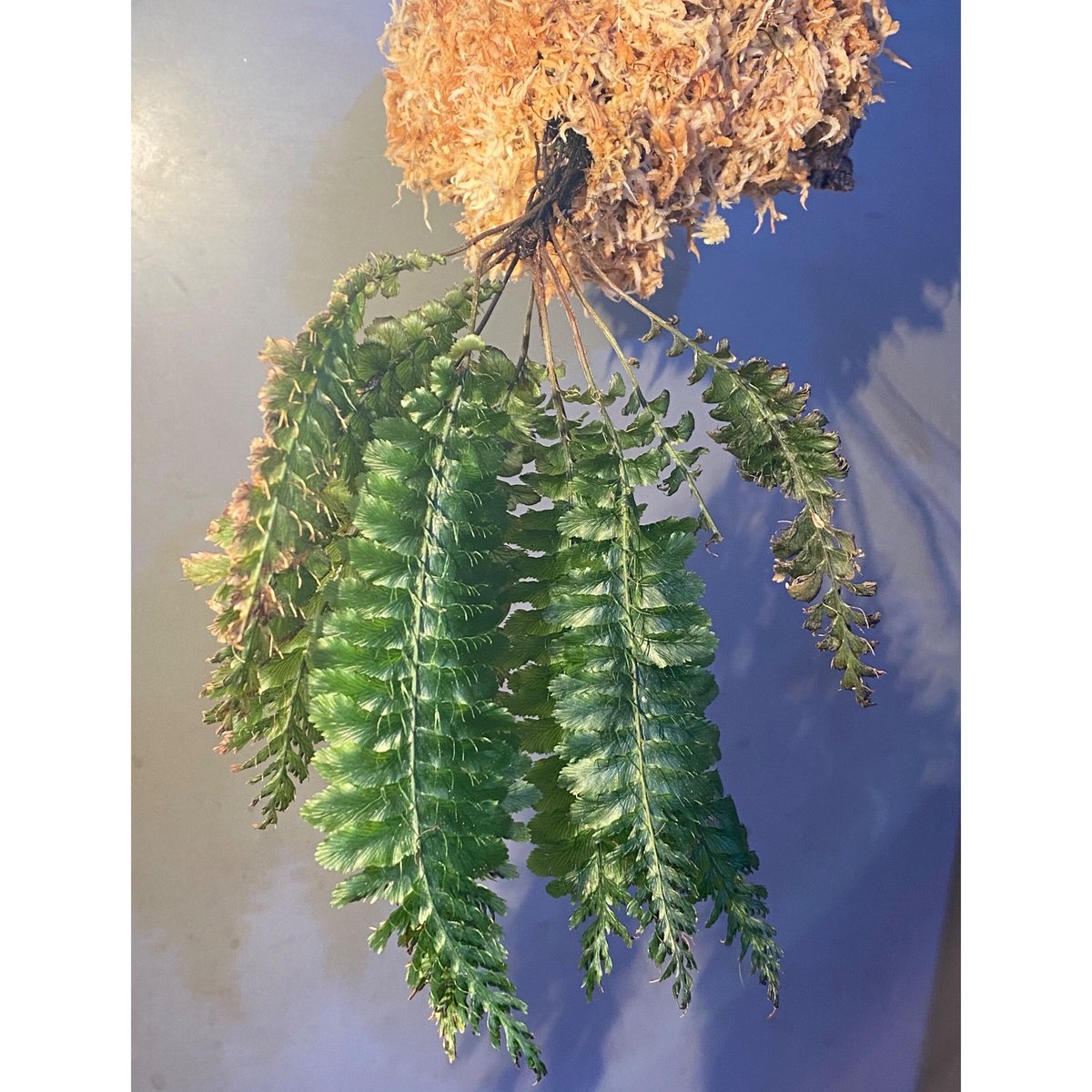 その他観葉植物 Cephalomanes sp. ' Manacapuru, Brasil Cephalomanes sp. 