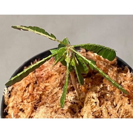 Biophytum cf. sensitivum [LA]