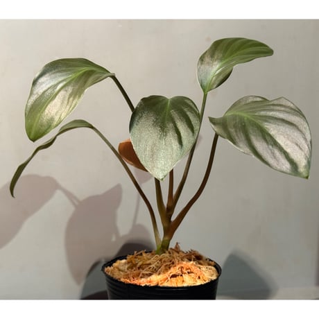 Homalomena sp. "Black" from Java
