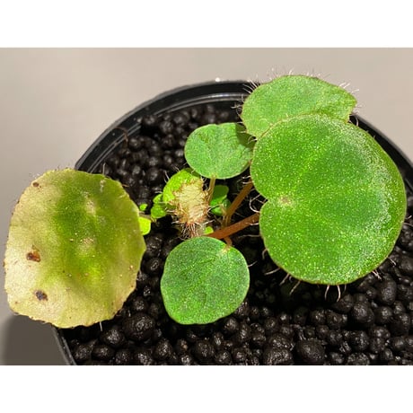 Begonia kingiana from Jerantut [TK170717]