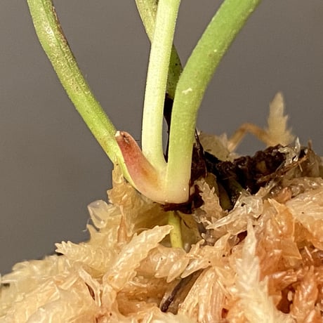 Callopsis volkensii "White Angel"