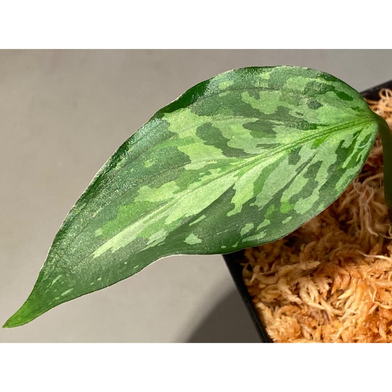 Aglaonema pictum from Aceh sumatera [LA0121-01z