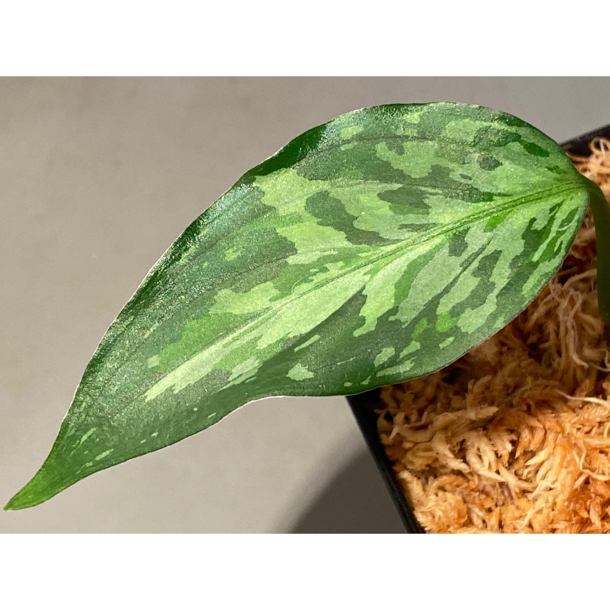 Aglaonema pictum from Aceh sumatera [LA0121-01z