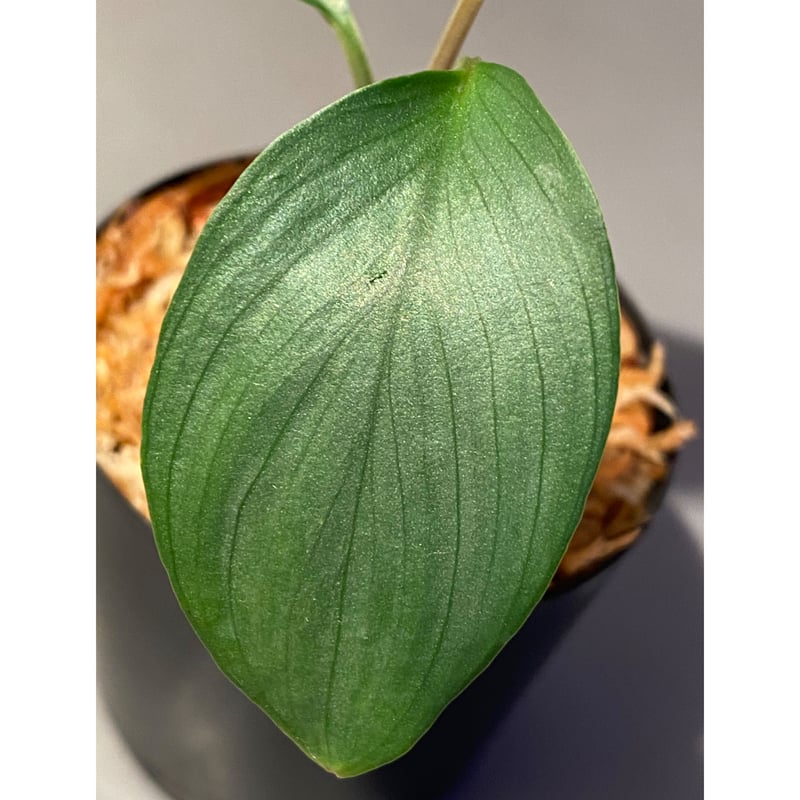 Homalomena sp. Aceh Silver from Aceh sumatera [