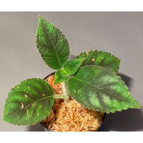 Kohleria inaequalis "Darth Maul"