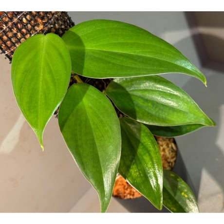 Philodendron sp. from Colombia [tanakay]